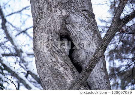 早春森林中的蝦夷貓頭鷹 138097089