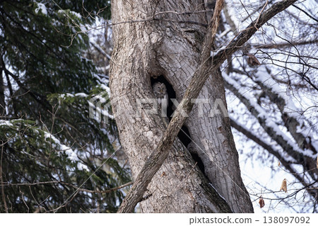 Ezo owls in the early spring forest 138097092