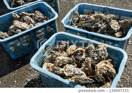 Akkeshi oysters Akkeshi oysters 138097335