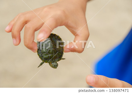 A child's hands observing a tiny red-eared slider turtle: Summer vacation nature experiences and discoveries 138097471