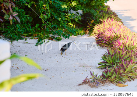 A black bird walks among flowers and trees on the island of Maldives at sunset A black bird walks among flowers and trees on the island of Maldives at sunset 138097645