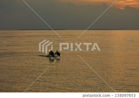 A couple of dolphins jump out of the water at sunset, they frolic, mating, in the background is a beautiful sky during sunset A couple of dolphins jump out of the water at sunset, they frolic, mating, in the background is a beautiful sky during sunset 138097653
