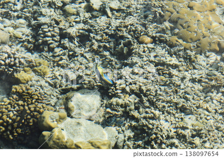 Underwater world of an island in the Maldives, fish of different colors Underwater world of an island in the Maldives, fish of different colors 138097654