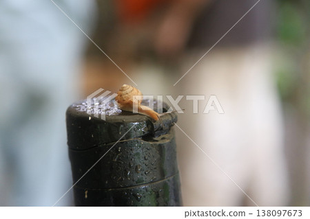 Small Snail 138097673