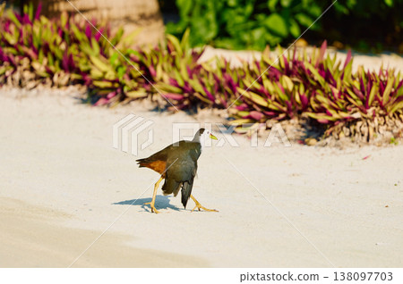 A black bird walks among flowers and trees on the island of Maldives at sunset A black bird walks among flowers and trees on the island of Maldives at sunset 138097703