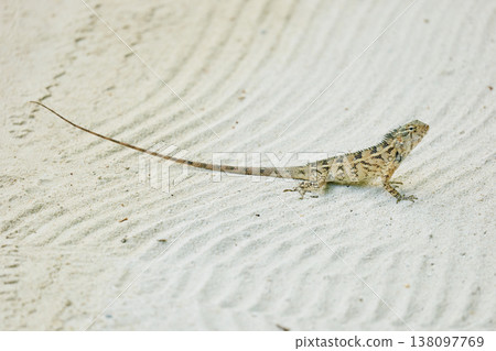 A beautiful multicolored lizard on the white sand of the Maldives island, posing for the camera A beautiful multicolored lizard on the white sand of the Maldives island, posing for the camera 138097769