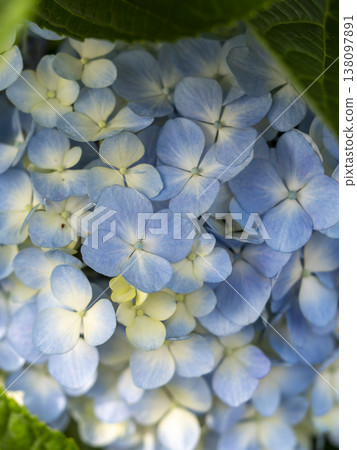公園裡盛開著淺藍色的繡球花 公園裡盛開著淺藍色的繡球花 138097891