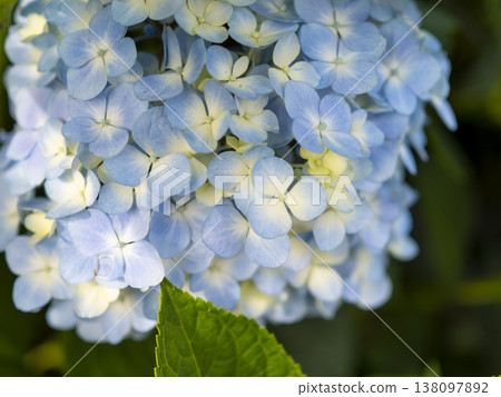 公園裡盛開著淺藍色的繡球花 138097892
