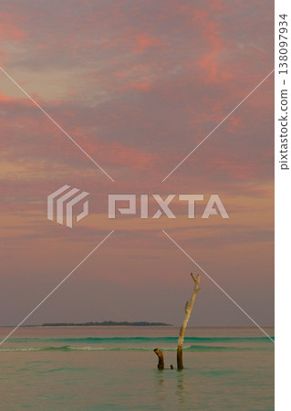 a lonely dry tree stands in the water and in the background there is a beautiful pink sky, azure water 138097934
