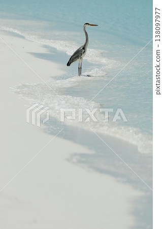 A lone stork stands and hunts on the white sand of the Maldives coast on a sunny day, blue water all around, small waves 138097977