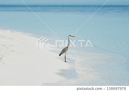 A lone stork stands and hunts on the white sand of the Maldives coast on a sunny day, blue water all around, small waves 138097978
