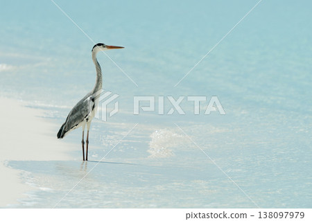 A lone stork stands and hunts on the white sand of the Maldives coast on a sunny day, blue water all around, small waves 138097979