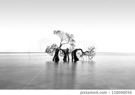 Mangrove,walakiri beach, sumba island,indonesia, 138098056