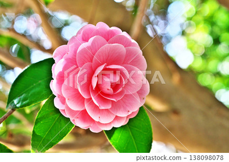 粉紅色的乙女椿花（春天、三月） 138098078