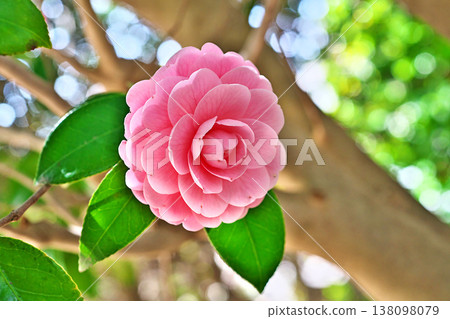 Pink otometsubaki flowers (spring, March) 138098079