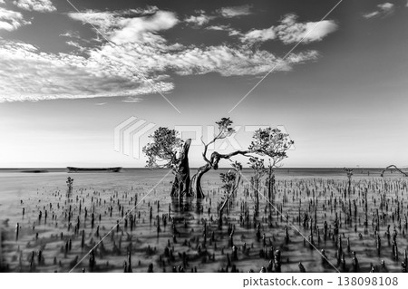 Mangrove,walakiri beach, sumba island,indonesia, Mangrove,walakiri beach, sumba island,indonesia, 138098108