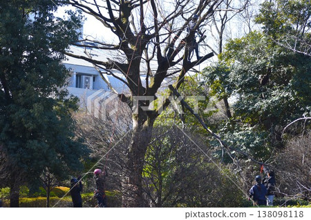 Cutting off dead branches from old trees is a major undertaking. Cutting off dead branches from old trees is a major undertaking. 138098118