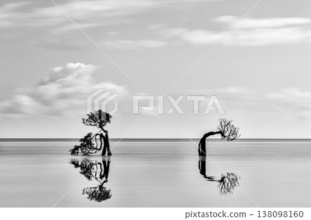 Mangrove Tree 138098160