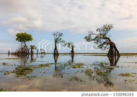 Mangrove Tree 138098163