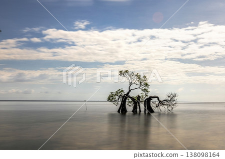 Mangrove Tree 138098164