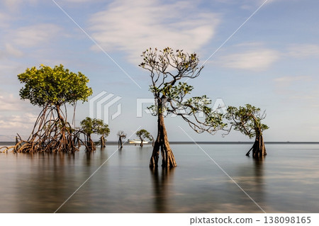 Mangrove Tree 138098165