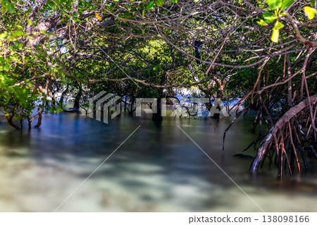 Mangrove Tree 138098166