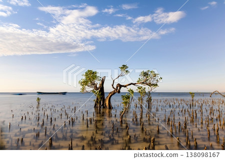 Mangrove Tree 138098167