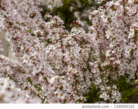Pink spirea blooming in the park Pink spirea blooming in the park 138098182