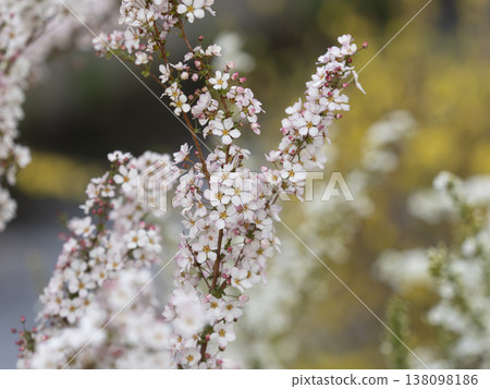 公園裡盛開的粉紅色繡線菊 公園裡盛開的粉紅色繡線菊 138098186