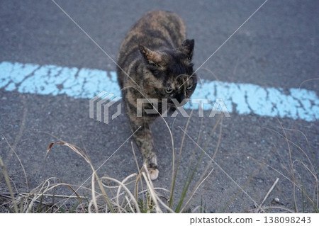 Rusty cat playing on the roadside Rusty cat playing on the roadside 138098243