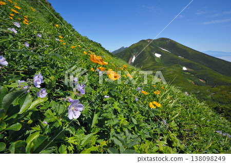 Geranium erianthum and the Shiretoko Mountain Range (Shiretoko, Hokkaido) Geranium erianthum and the Shiretoko Mountain Range (Shiretoko, Hokkaido) 138098249