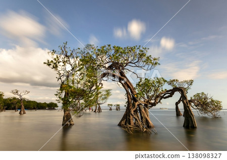 Mangrove tree 138098327