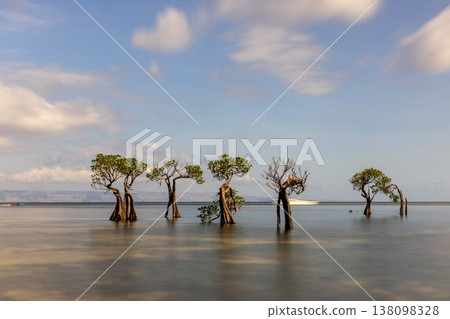 Mangrove tree Mangrove tree 138098328
