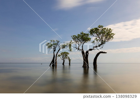 Mangrove tree Mangrove tree 138098329