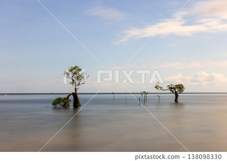 Mangrove tree 138098330