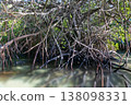 Mangrove tree 138098331