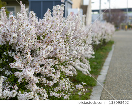 A park scene with pink spirea in bloom. 138098402