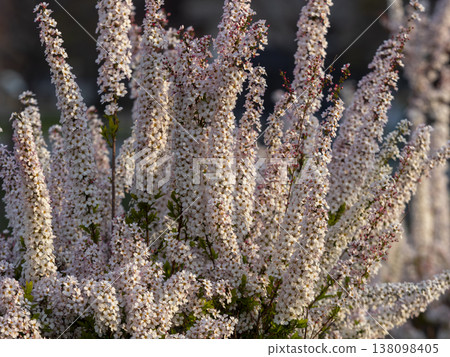Pink spirea blooming in the park 138098405