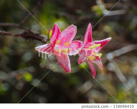 早春開花的野生植物：忍者冬科的淡粉紅色花朵 138098410