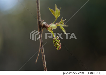 Male and female flowers of Akebia quinata, a deciduous vine of the Akebia aceae family Male and female flowers of Akebia quinata, a deciduous vine of the Akebia aceae family 138098413