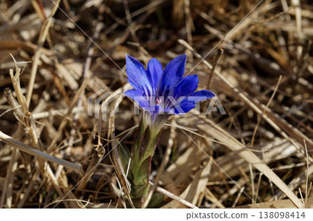 Flowering of Hargentian, a small winter-type annual plant of the Gentianaceae family Flowering of Hargentian, a small winter-type annual plant of the Gentianaceae family 138098414