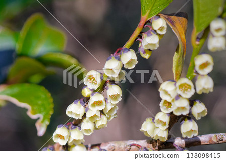 Flowering of Eurya japonica Flowering of Eurya japonica 138098415