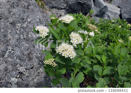 White Spirea (Shiretoko, Hokkaido) White Spirea (Shiretoko, Hokkaido) 138098431