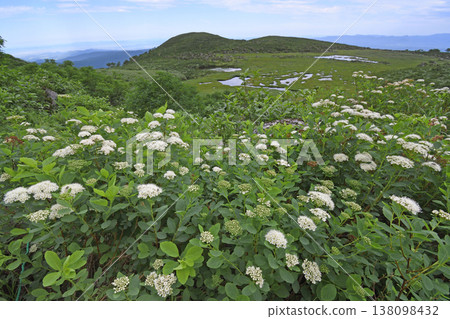 A colony of Spiraea japonica (Daisetsuzan, Hokkaido) 138098432