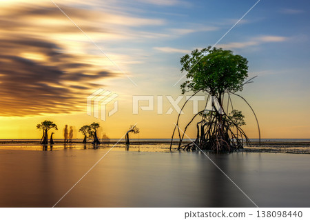Mangrove Tree Mangrove Tree 138098440