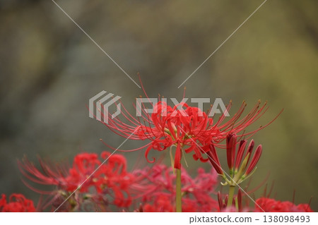 Autumn flower: Spider lily (5) Autumn flower: Spider lily (5) 138098493