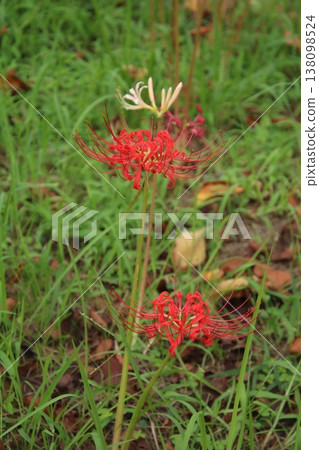 Autumn flower: Spider lily (36) Autumn flower: Spider lily (36) 138098524