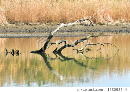 Driftwood appears in the Sagami River as the water level drops. Driftwood appears in the Sagami River as the water level drops. 138098544