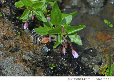 Epilobium angustifolium (Daisetsuzan Mountains, Hokkaido) Epilobium angustifolium (Daisetsuzan Mountains, Hokkaido) 138098552