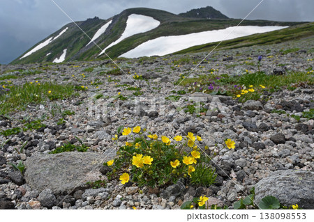 Potentilla matsumura and Mt. Hakuun (Daisetsuzan, Hokkaido) 138098553